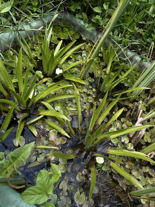 Plante de iaz iris galben, papura, pipirig, alisma