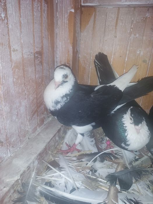 Porumbei Jucatori de Galati