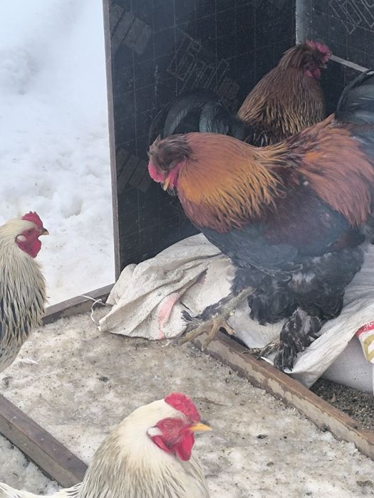Куры молодые породы брама и помесь