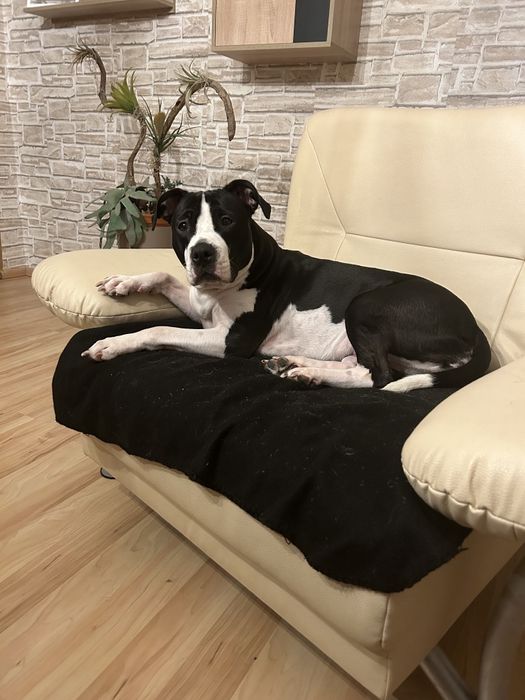 Американско Були[American Buly]