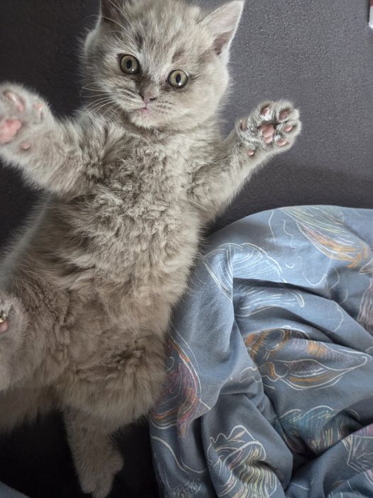 Котенца Британчета