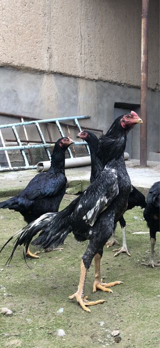O shamo makiyonla sotuvda