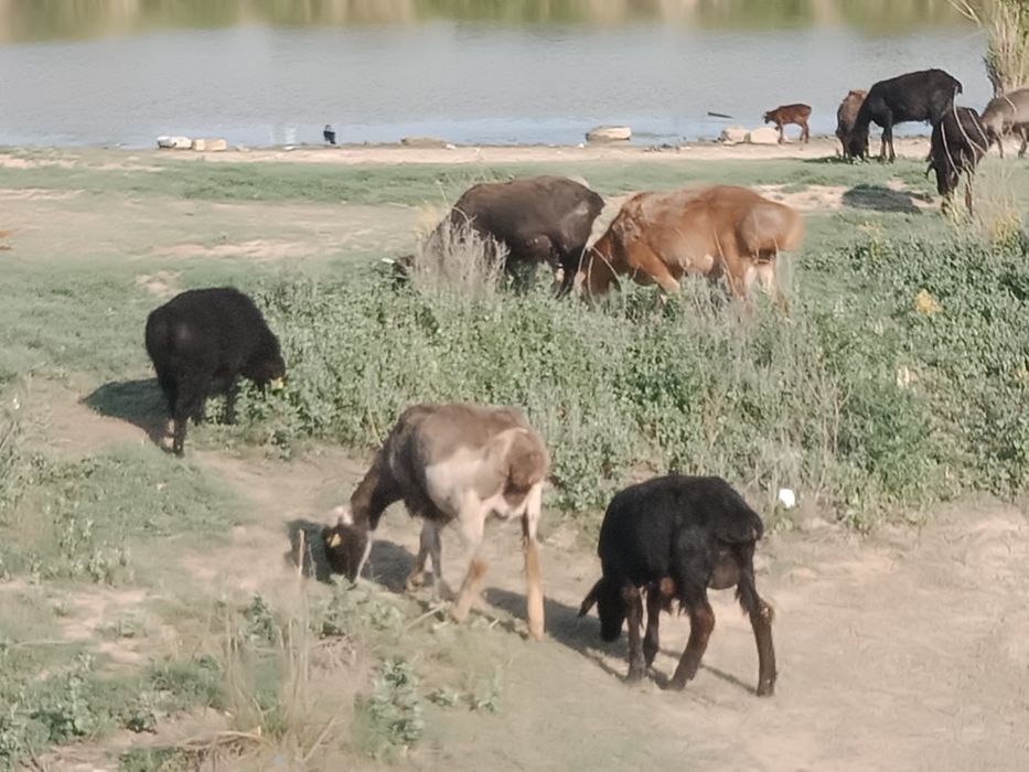 Қой ешкі сиыр жылқы түйе т.б. соямыз