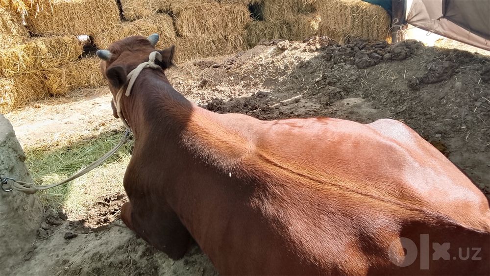 Buqa sotiladi kelishiladi
