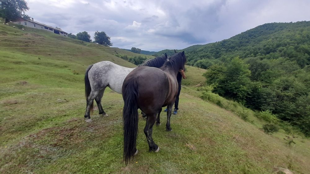 Vând cai unu de 5 ani cal și iapa de 4 ani