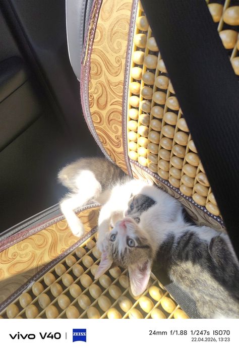 Өте ақылды мысық