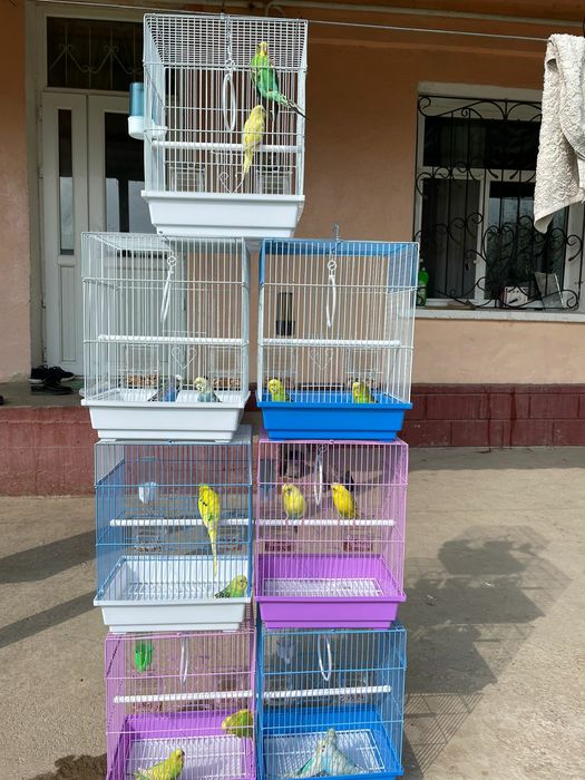 Продам пара попугай папугай