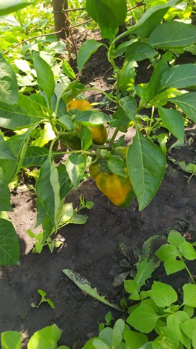 Биогумус удобрение.