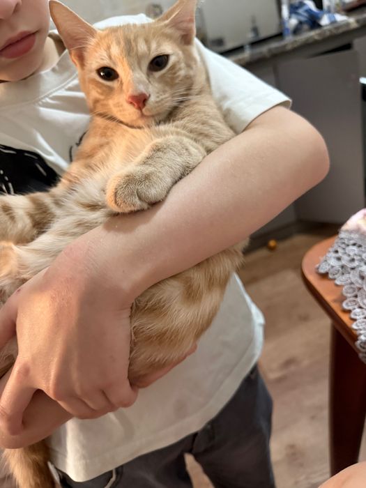 Отдам в добрые руки