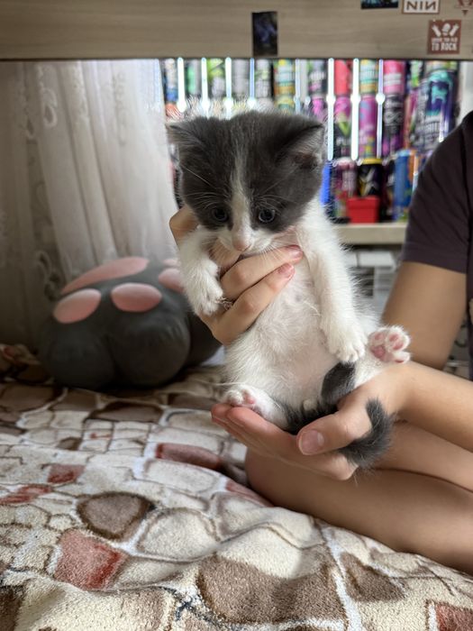 Отдадим котенка в добрые руки