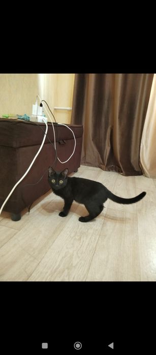 Отдам кота в добрые руки