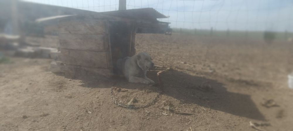 Продаются щенки алабай