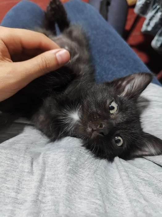 Котенок 2 месяца