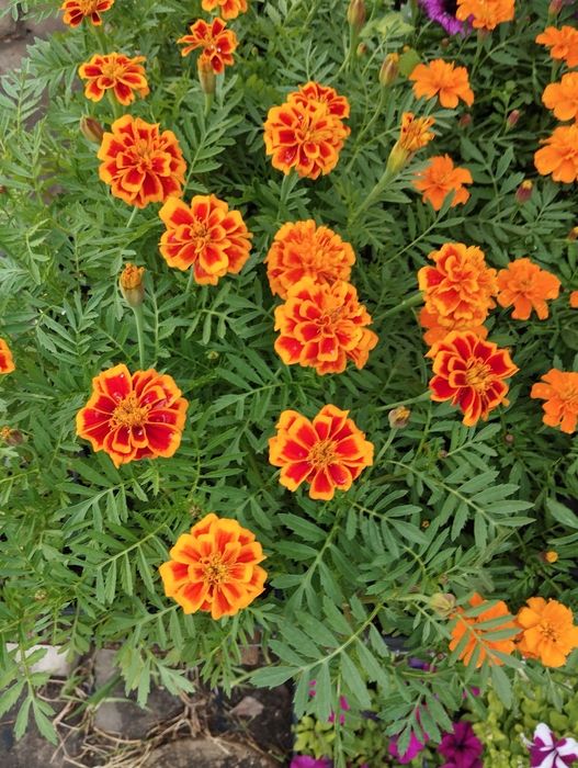 Продам рассаду цветов