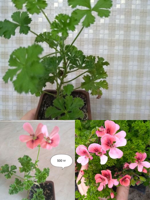 Продам Королевскую Пеларгонию