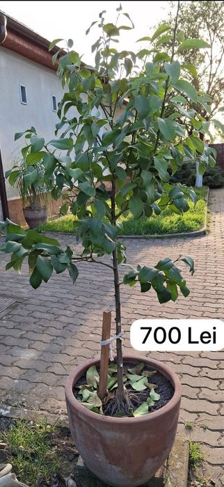 Lămai Pomi cu multe fructe