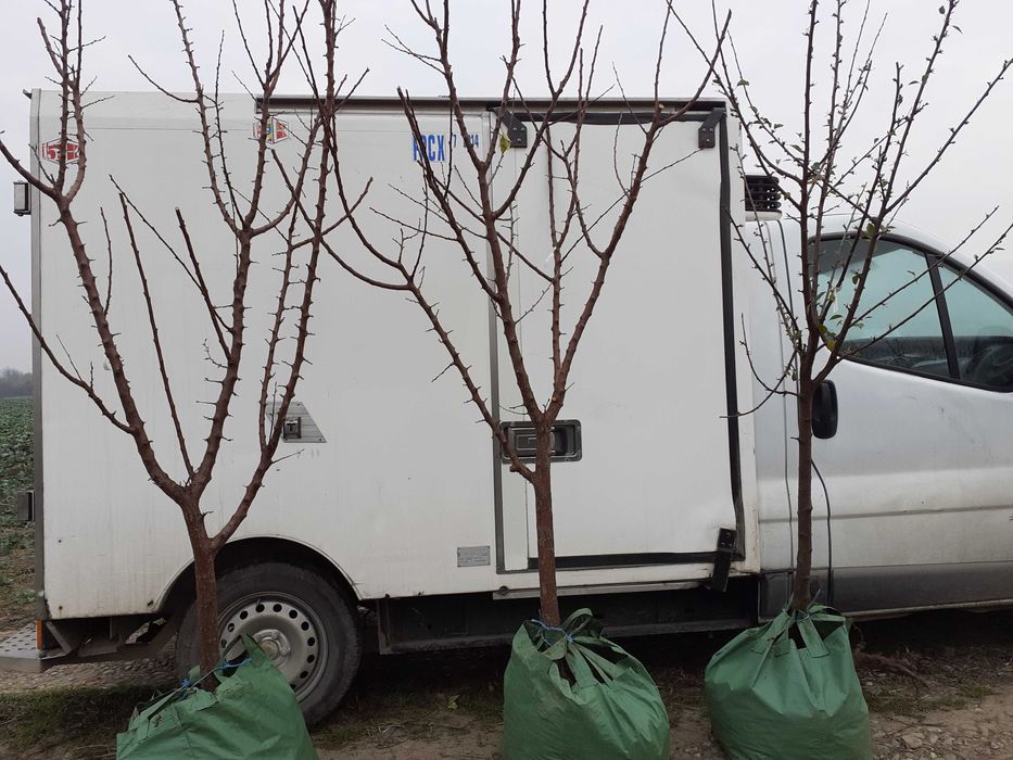 Taieri pomi fructiferi