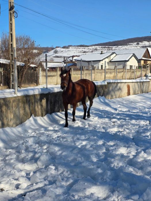 Vând mânză de 2 ani