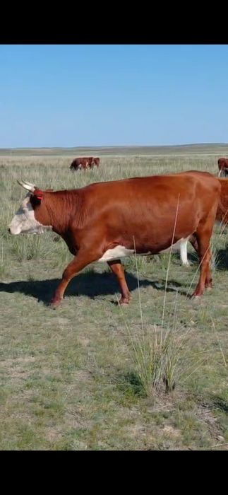 Продам КРС Баянаульский район