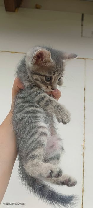 Котята   бесплатно