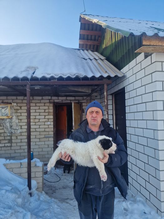 Продам шенка алабай