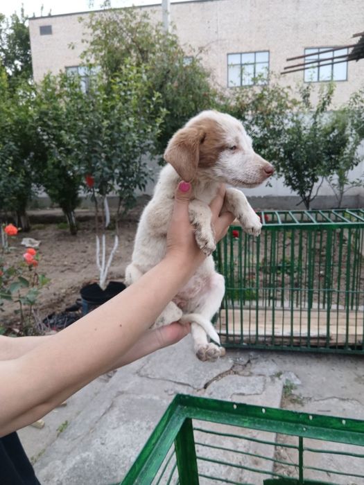 Щенята ждут тебя!