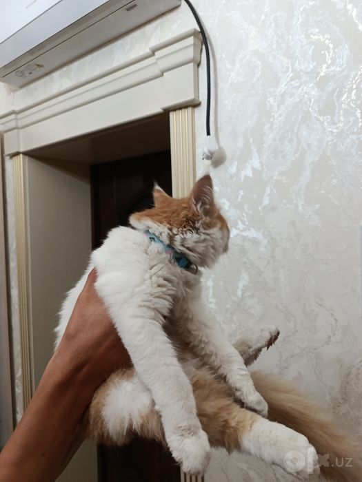 Пародистый кот отдам