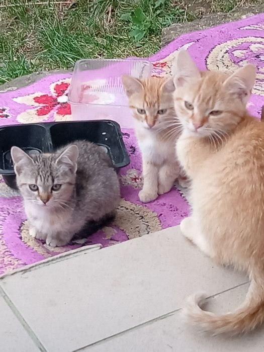 Căutăm familie iubitoare pentru o pisicuță mică gri