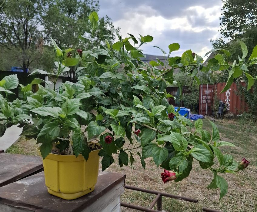 Продам Гибискус!
