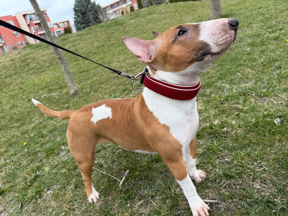 Регистрация на кученца миниатюрен бултериер