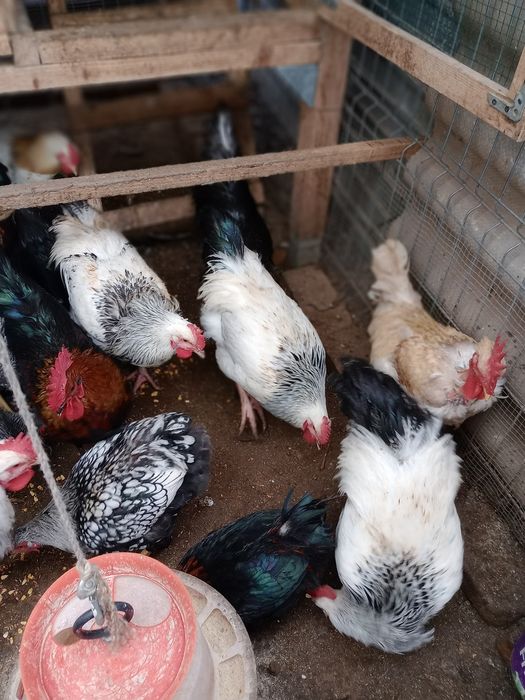 Vând cocoși diferite rase