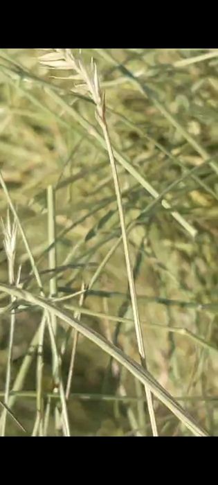 Продам сено житняк