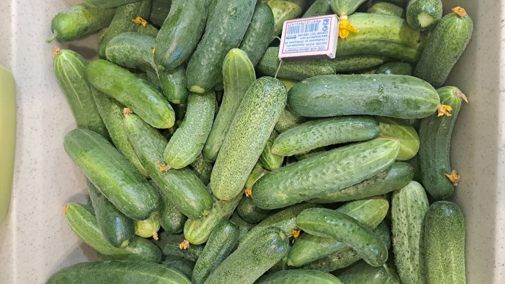 Домашние огурцы, вкусные