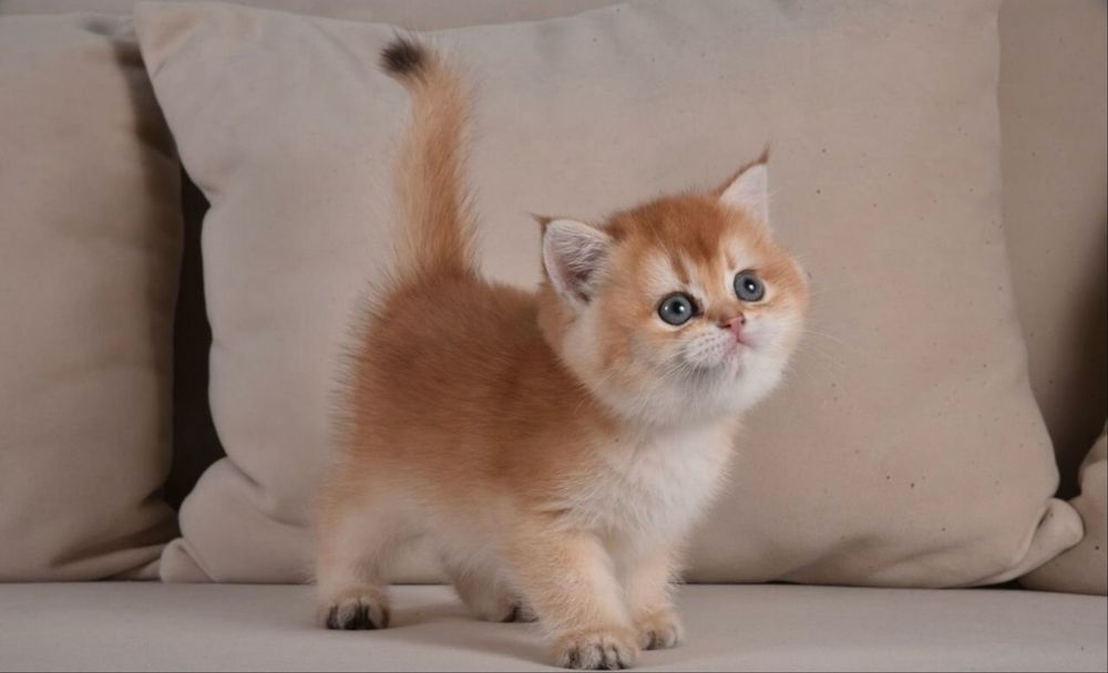 Котята золотая шиншилла