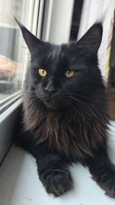 Кошка Мейнкун 2 года стерилизованная