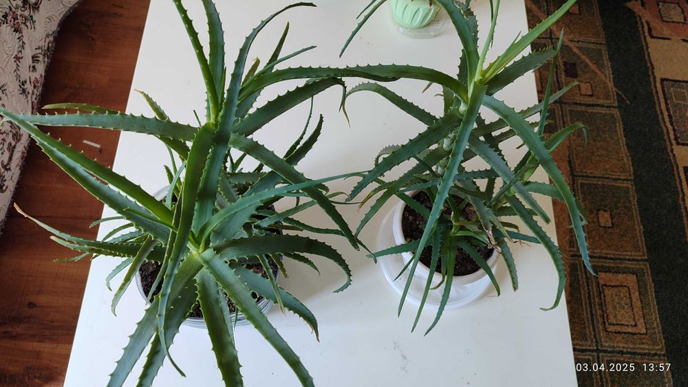 Продам Алоэ столетник