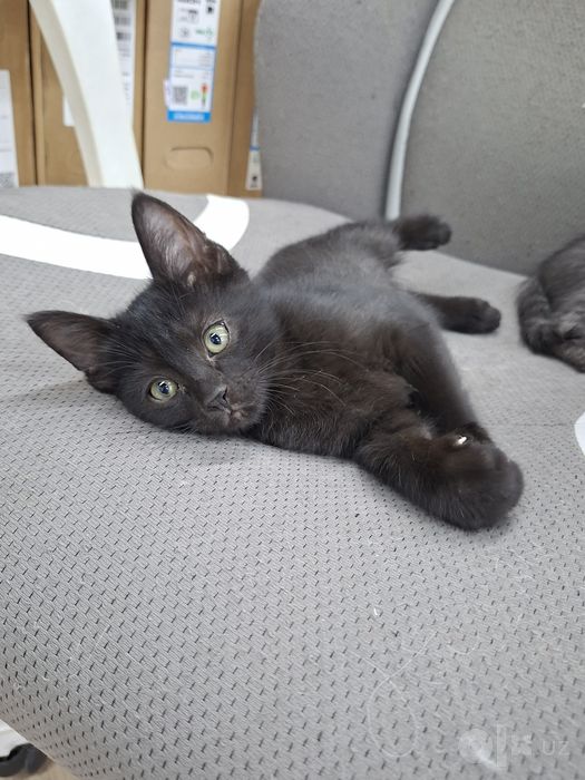 Котенок мальчик 2 месяца черный
