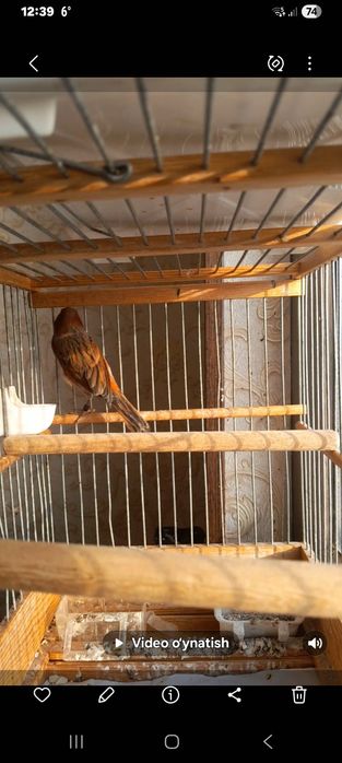 Канарейка красный дерево нар 11 ойли