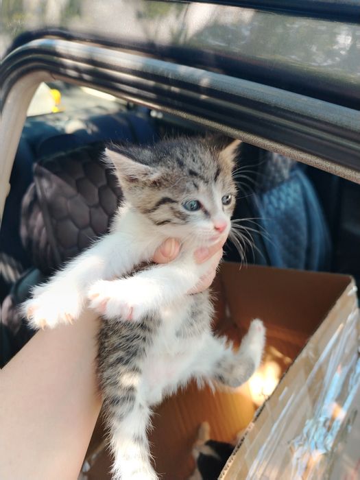 Отдам котят в добрые руки