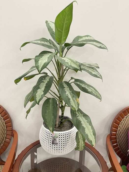 комнатные растения, домашние цветы диффенбахия