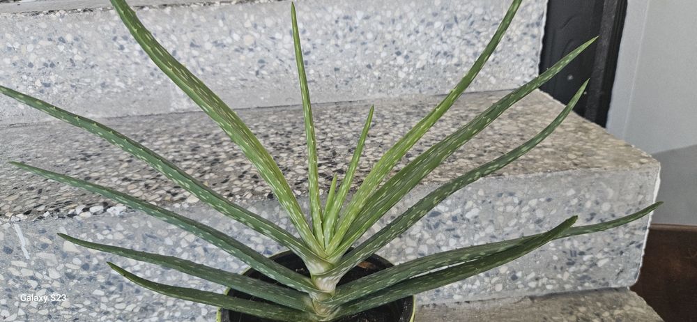 Лечебно алое Барбаденсис 4 годишно