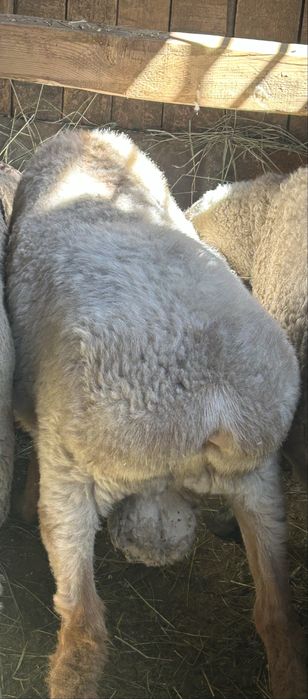 Хороший жирный кошкар