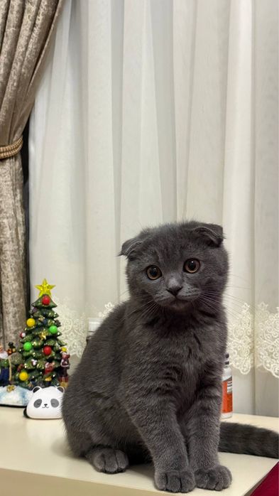 Срочно! Продается Кот Скотиш Фолд