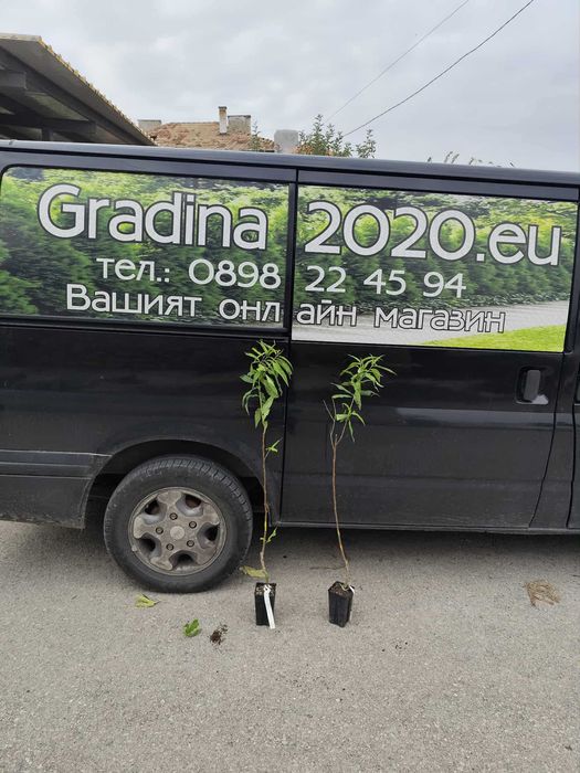 Бяла нектарина - Фиданки