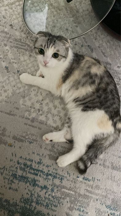Срочно продается шотландская вислоухая кошка