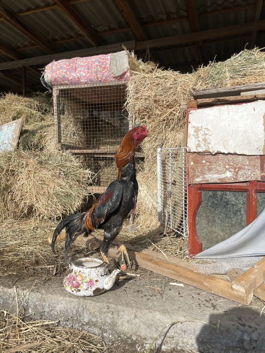 Дакан қораз сатылады