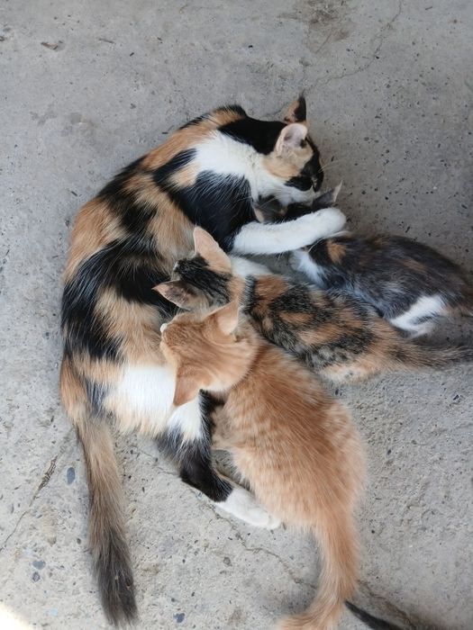 Mushuk bolalari bilan mehribon qoʻllarga beriladi