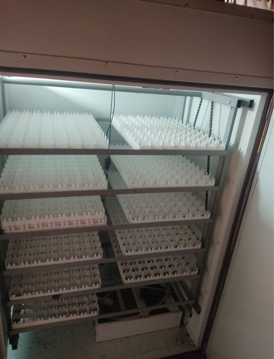 Инкубатор хизмати бор сифатли очириб берилади тухум уругланган бўлса