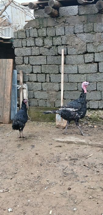 Үндік  Шымкентте