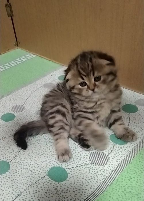 Фолд. Шотландская вислоухая девочка.